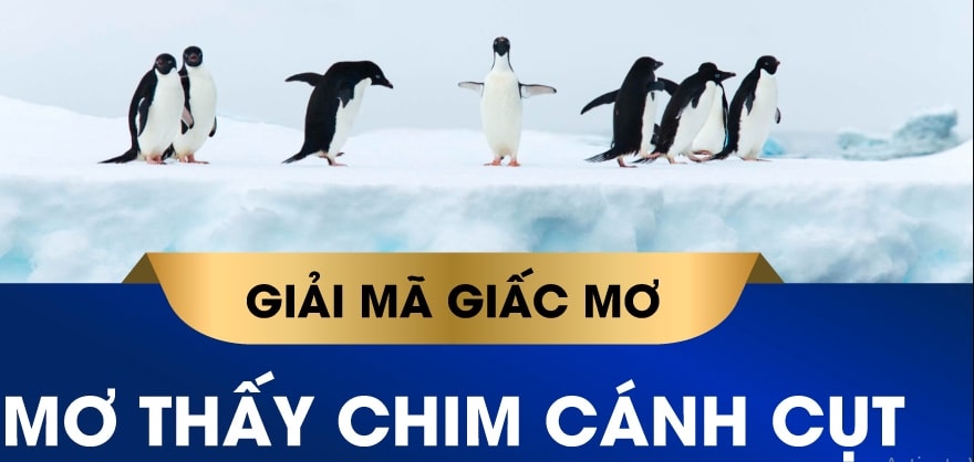 Chiêm bao thấy chim cánh cụt là điềm báo gì?