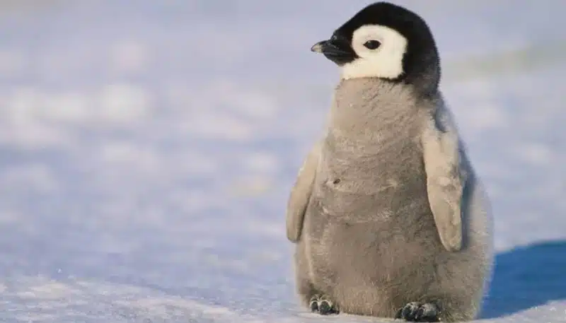 Giải mã giấc mơ chim cánh cụt về các con số may mắn